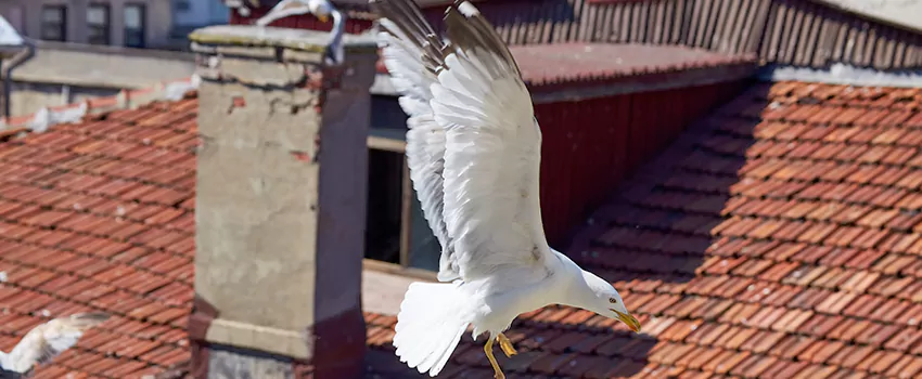 Residential Chimney Animal Removal Solution in Fernley, NV