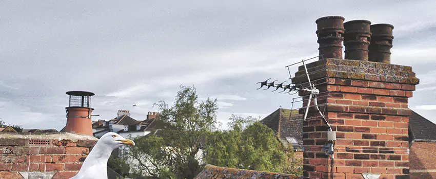 Chimney Cleaning And Restoration in Fernley, Nevada